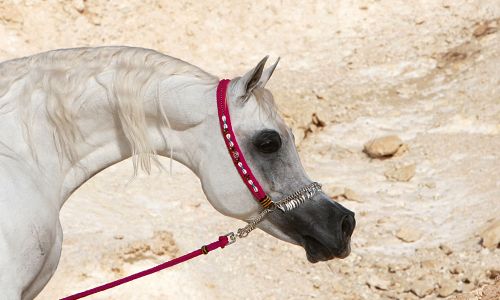 Discover Arabian Horses