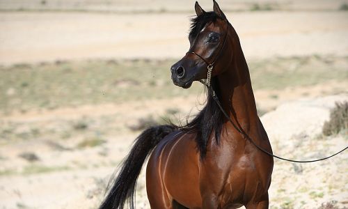 Discover Arabian Horses Tour