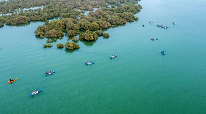 Purple Island mangroves in Qatar