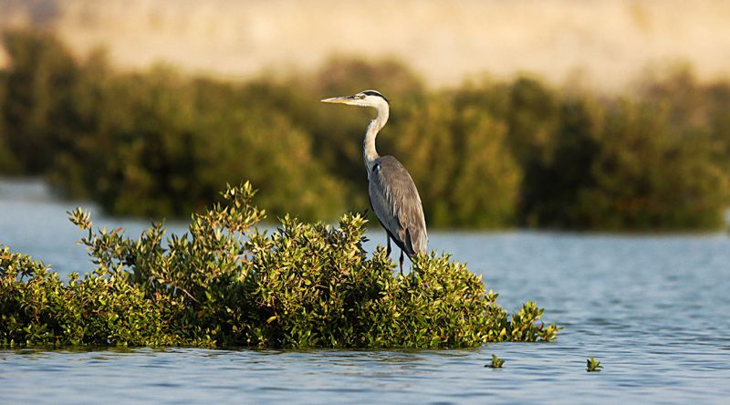 Purple Island mangroves in Qatar