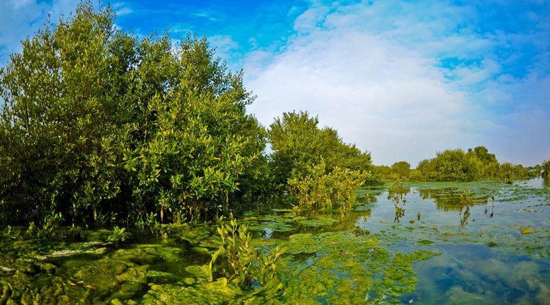 Purple Island mangroves in Qatar