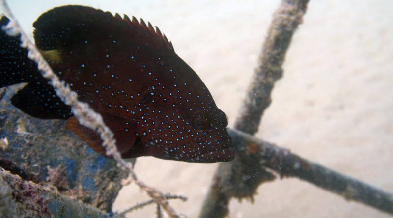 Discover Qatar's Marine Life
