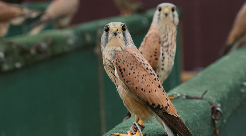 Souq Waqif Falcon Market