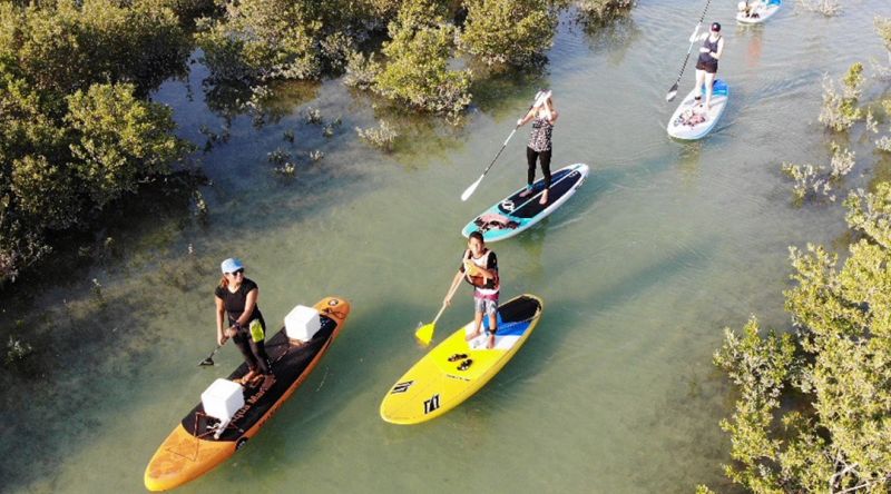 Stand-Up Paddle Boarding at the mangroves