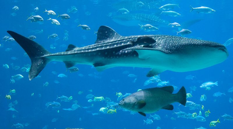 Discover The Whale Sharks of Qatar