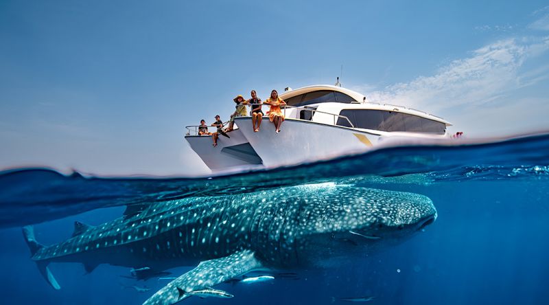 Discover The Whale Sharks of Qatar