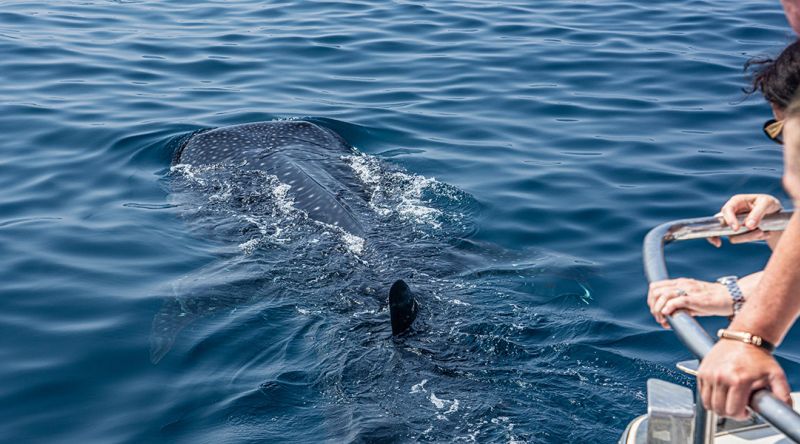 Discover The Whale Sharks of Qatar