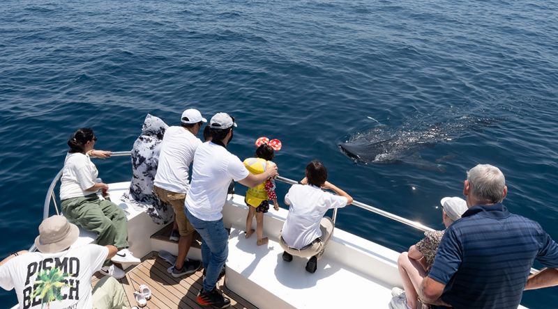 Discover The Whale Sharks of Qatar