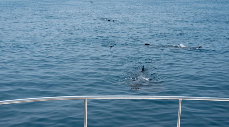 Discover The Whale Sharks of Qatar