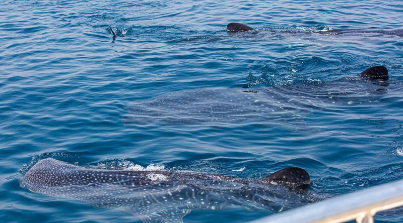 Discover The Whale Sharks of Qatar