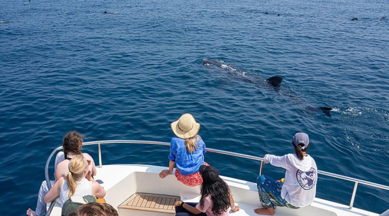 Discover The Whale Sharks of Qatar