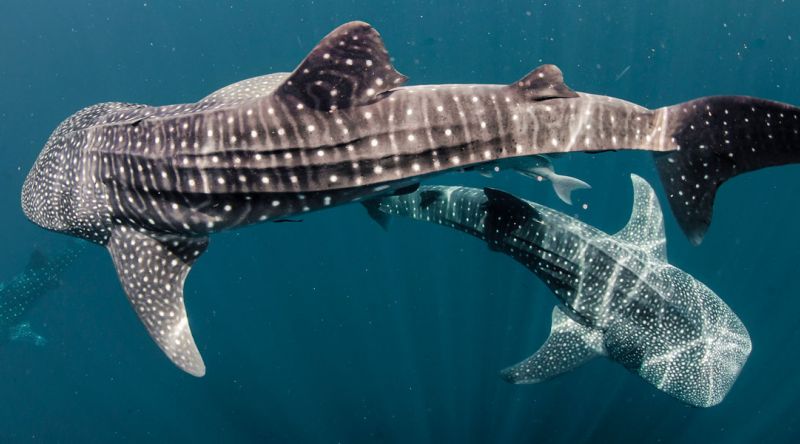 Discover the Whale Sharks of Qatar – Private Charter