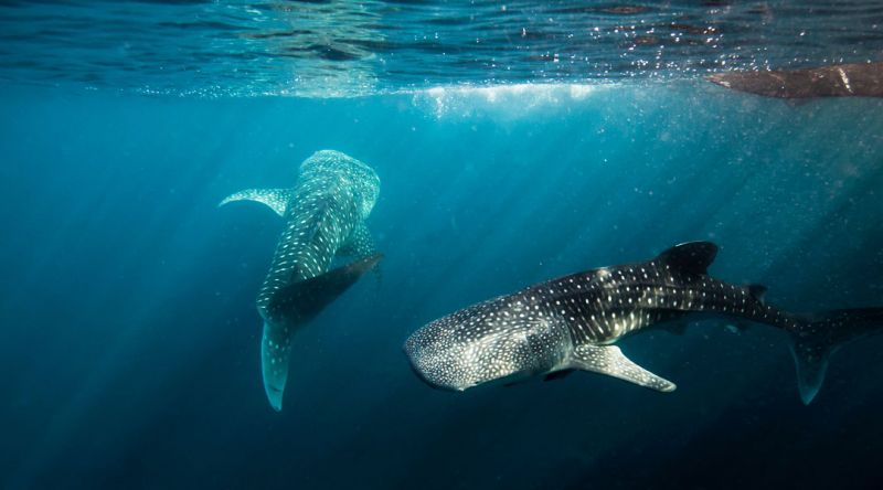 Discover the Whale Sharks of Qatar – Private Charter-The Meteor