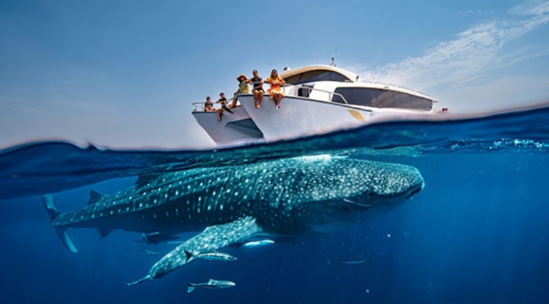 Discover The Whale Sharks of Qatar