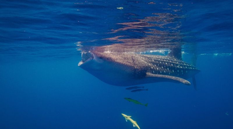 Discover The Whale Sharks of Qatar