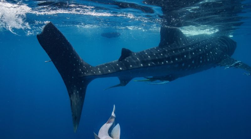 Discover The Whale Sharks of Qatar