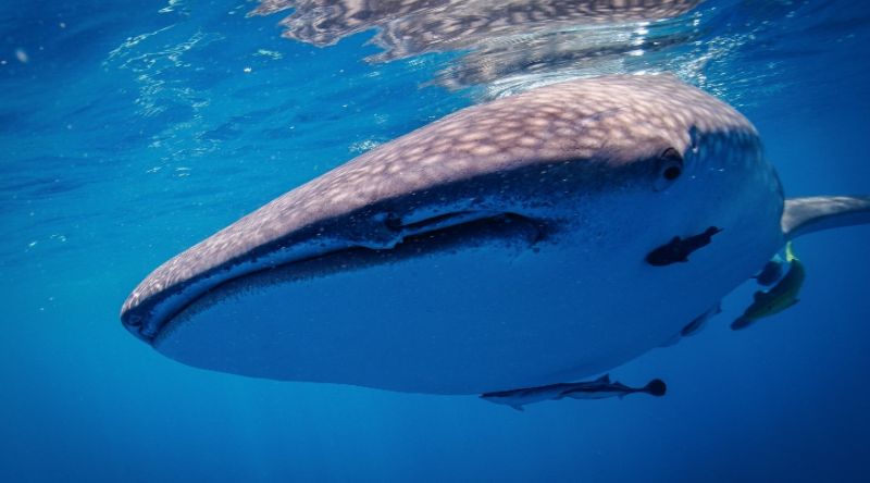 Discover The Whale Sharks of Qatar