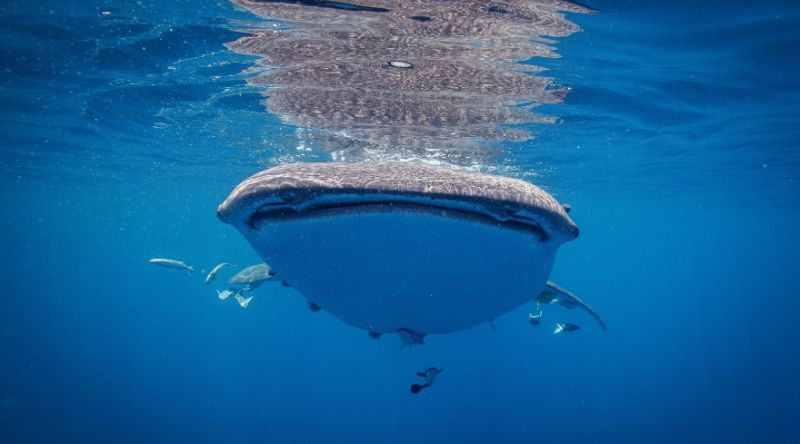 Discover The Whale Sharks of Qatar