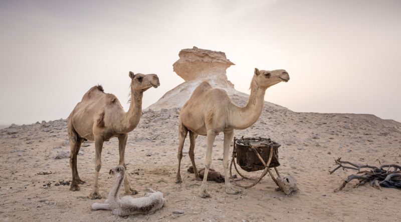 Camels and wildlife at Zekreet