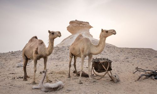 Camels and wildlife at Zekreet